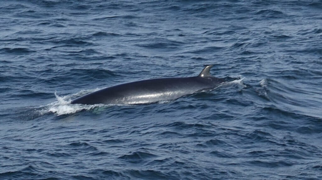 Back of a minke whale in the ocean, very smooth - the sun is reflecting off it