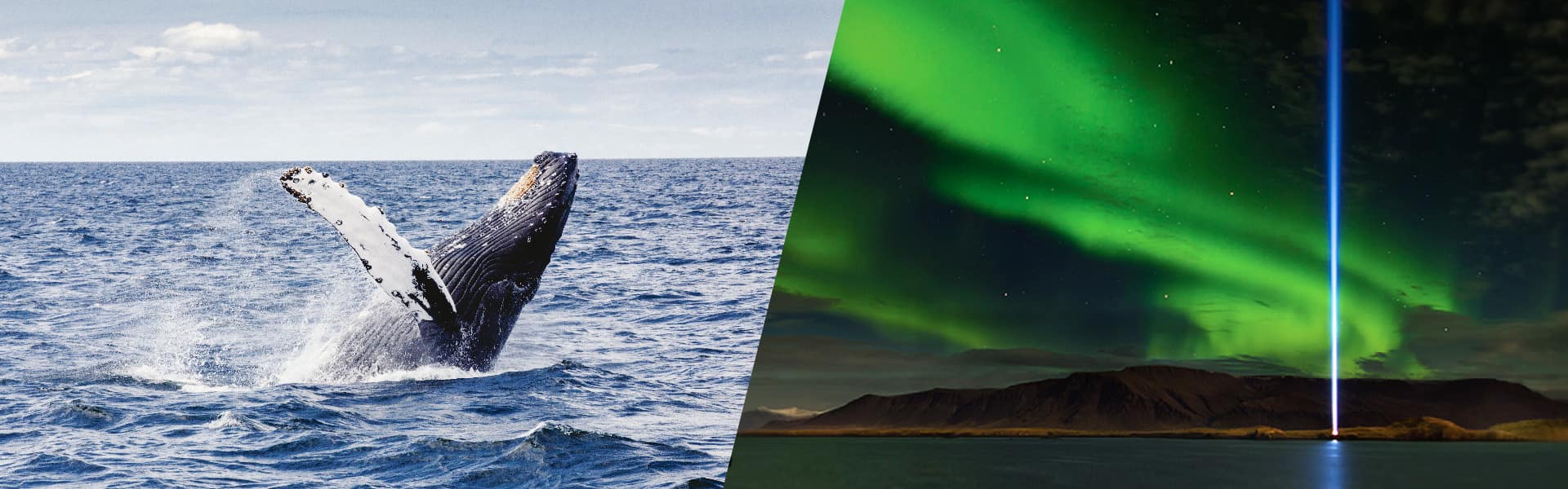 Northern Lights & Whale Combo Cruise