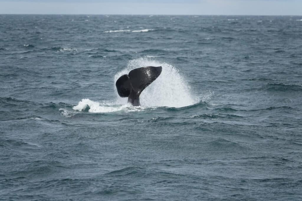 Killer whale tail