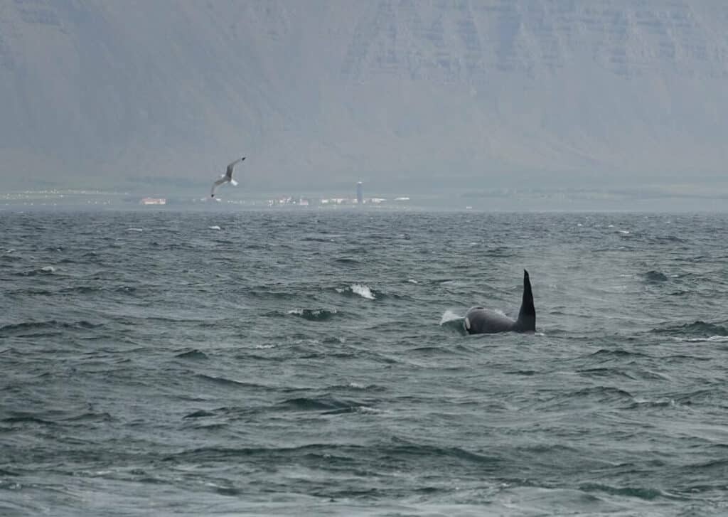 killer whale icelandic animals