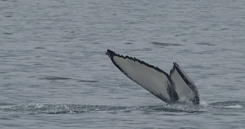 humpback whale flukes