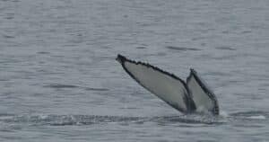 icelandic animals - image shows the tail flukes of a humpback whale