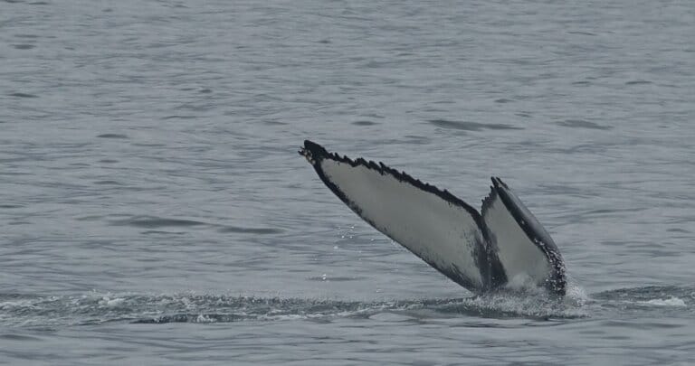 humpback identification uses these tail markings to identify individuals