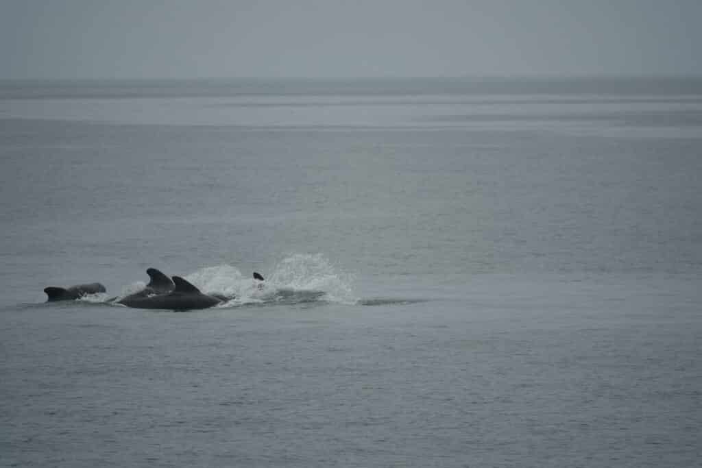 pilot whales