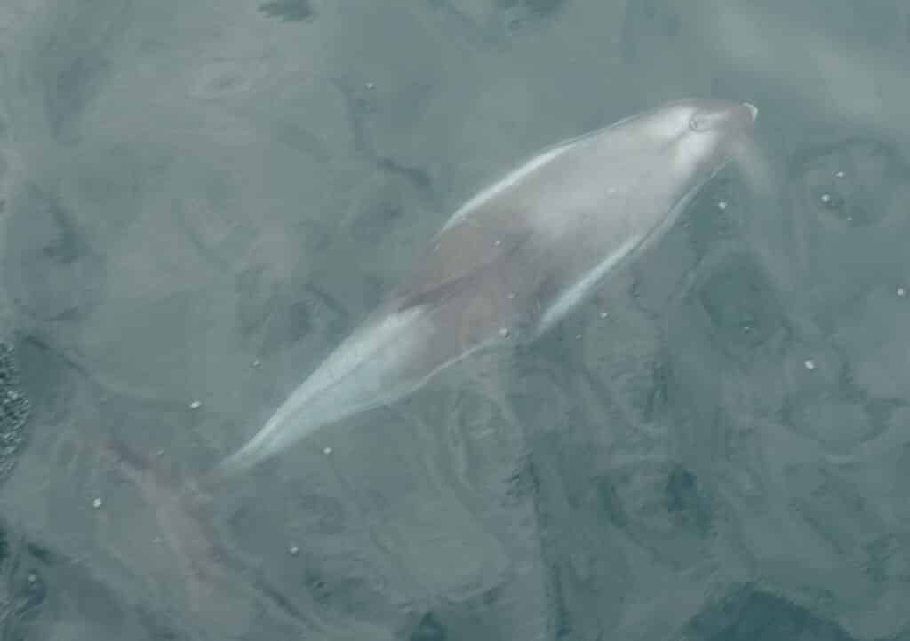 whale watching in iceland dolphin reykjavik luxury boat cruise