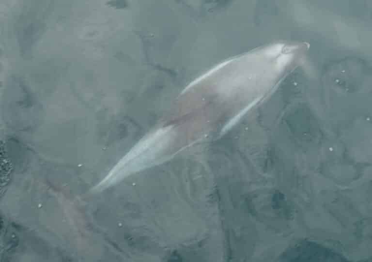 dolphins spotted on whale watching tour in iceland