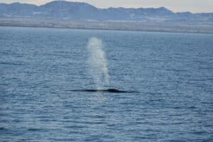 whale guides get to see amazing things like this fin whale - image shows a huge whale blow 
