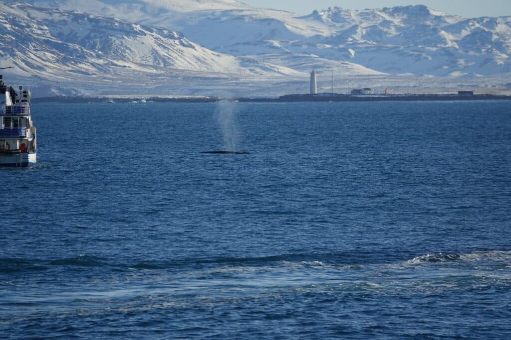 fin whale in reykjavik snowy mountains and a lighthouse in the background, and the blow of a fin whale closer in.