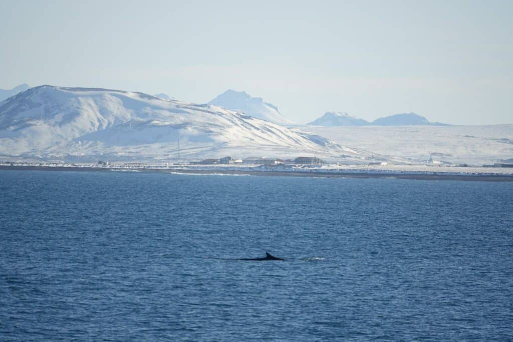 distant whale surfacing in icelandic water