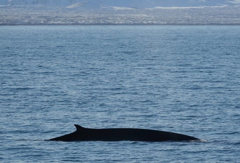 fin whale