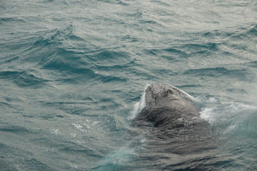 humpback whale sufacing near the super yacht amelia rose