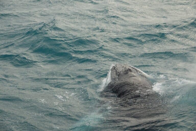 humpback whale surfacing alongside whale watching yacht iceland