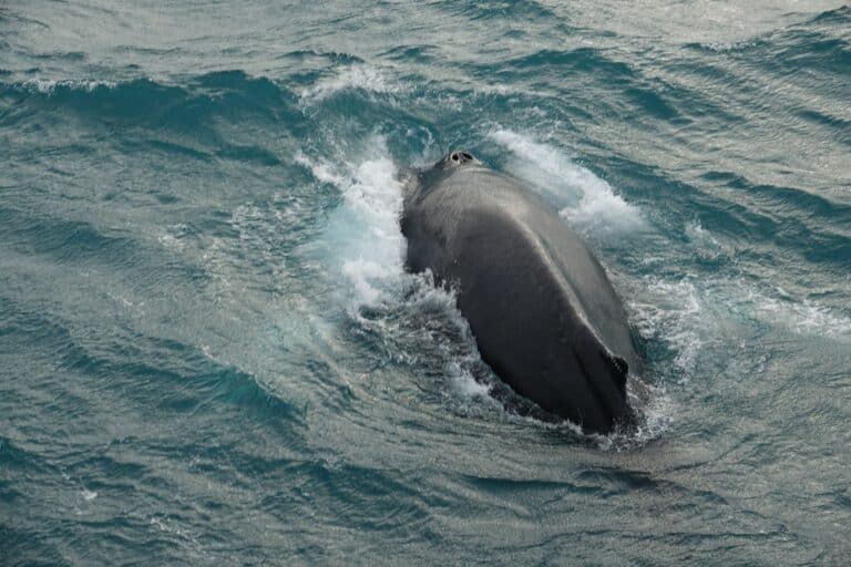 humpback whale dorsal fin sticks out above the water surface.