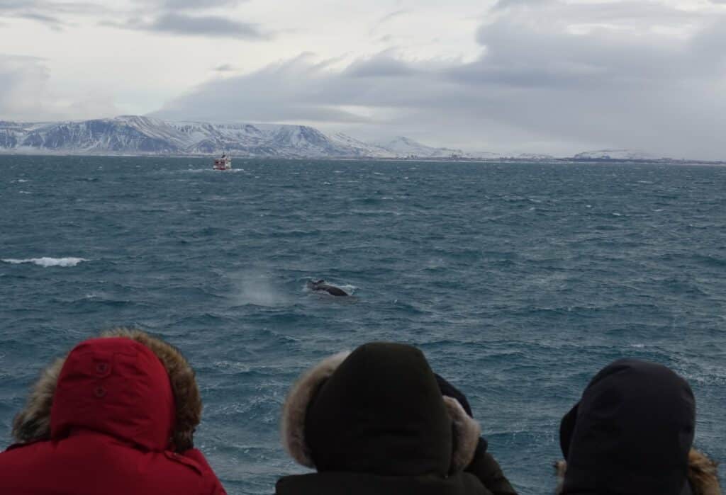 humpback whale watching in iceland