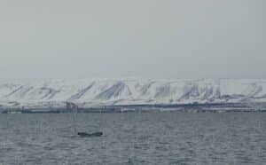 image is from a whale watching tour in Iceland, the landscape is covered in snow, the whale is breathing in the ocean.
