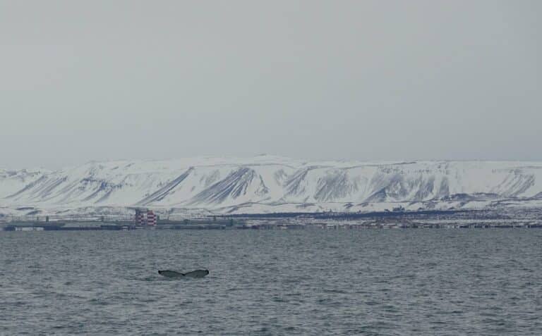 image is from a whale watching tour in Iceland, the landscape is covered in snow, the whale is breathing in the ocean.