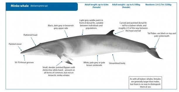 minke whale diagram