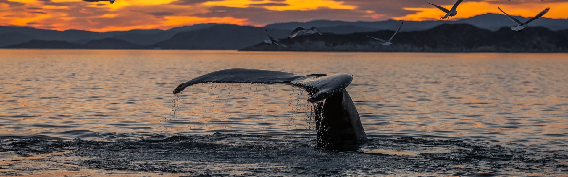 Whale Watching – Downtown Reykjavík