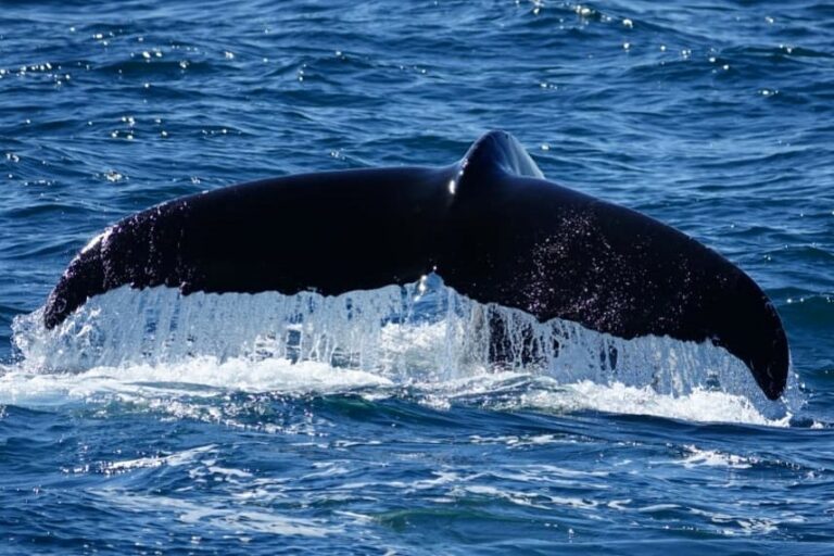 humpback whale seen on a luxury whale watching yacht cruise from Reykjavik, Iceland