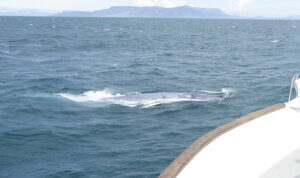 most awesome day as a whale guide viewing a blue whale