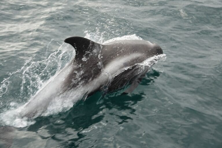 dolphin bowriding are commonly seen on our luxury whale watching tours 