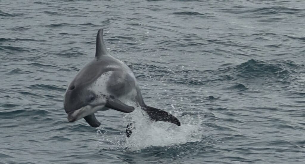 White-beaked Dolphin - Sea Trips Reykjavik - Iceland