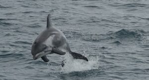 dolphin viewed from a luxury yacht on a whale watching tour in Reykjavik, iceland 2