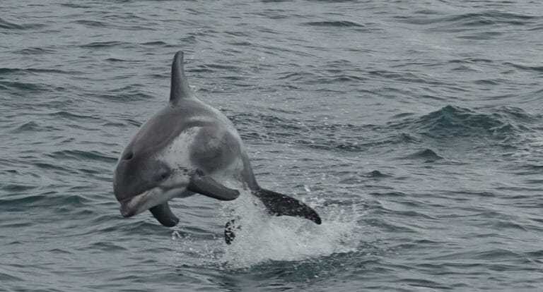 dolphin viewed from a luxury yacht on a whale watching tour in Reykjavik, iceland 2