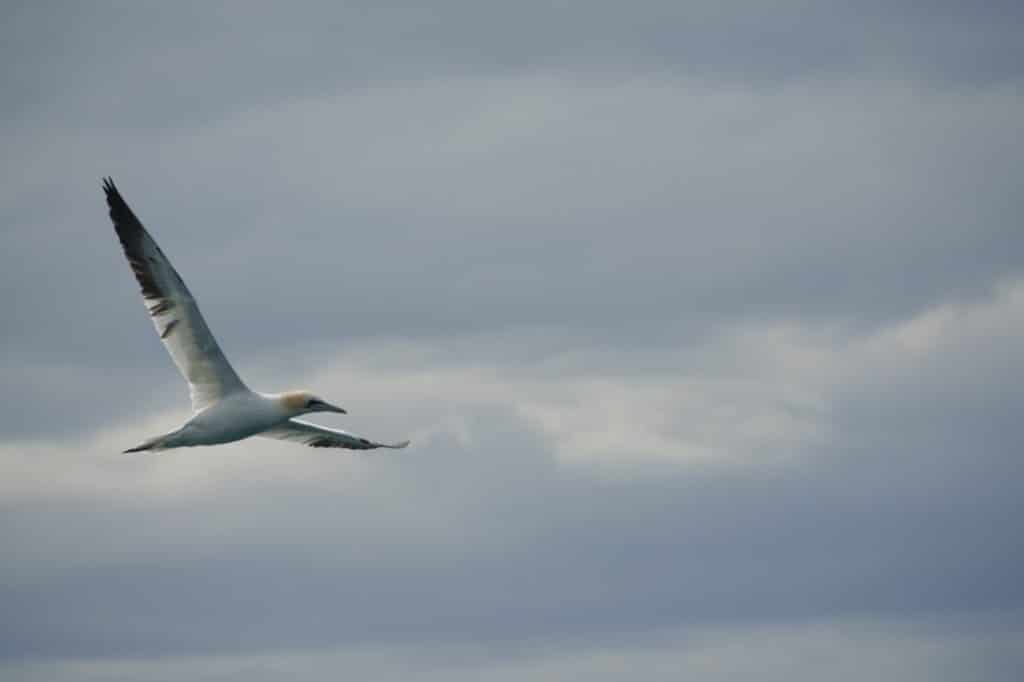 gannet - seabirds