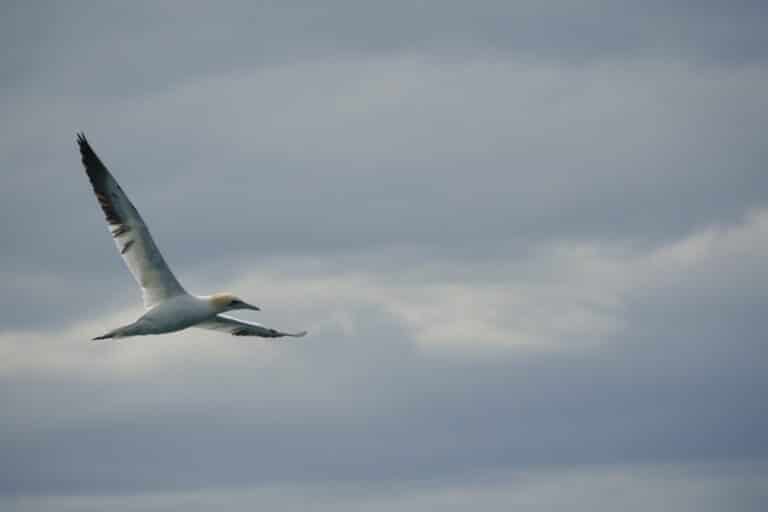 gannet - sea bird icelandic animals. A photograph of a northern gannet soaring high above the water looking for fish 