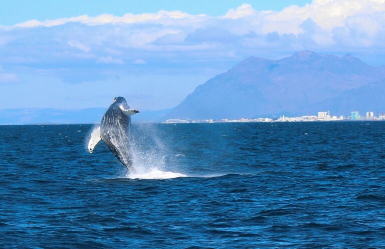 Humpback whale full breach viewed from a luxury whale watching tour from Reykjavik in Iceland