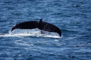 Humpback whale tail fluke viewed from a luxury whale watching tour from Reykjavik in Iceland