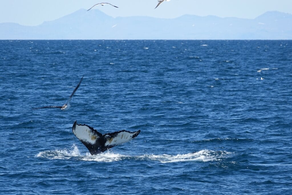 Humpback whale tail fluke
whale watching in winter