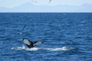 Humpback whale tail fluke viewed from a luxury whale watching tour from Reykjavik in Iceland