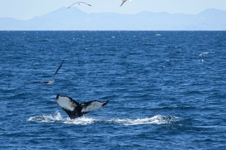 Humpback whale tail fluke viewed from a luxury whale watching tour from Reykjavik in Iceland