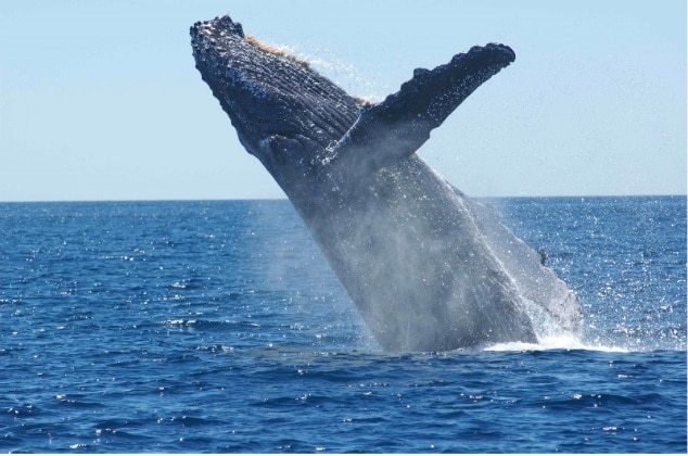 humpback whale breaching not swallowing humans, viewed from a whale watching  luxury yacht in Iceland