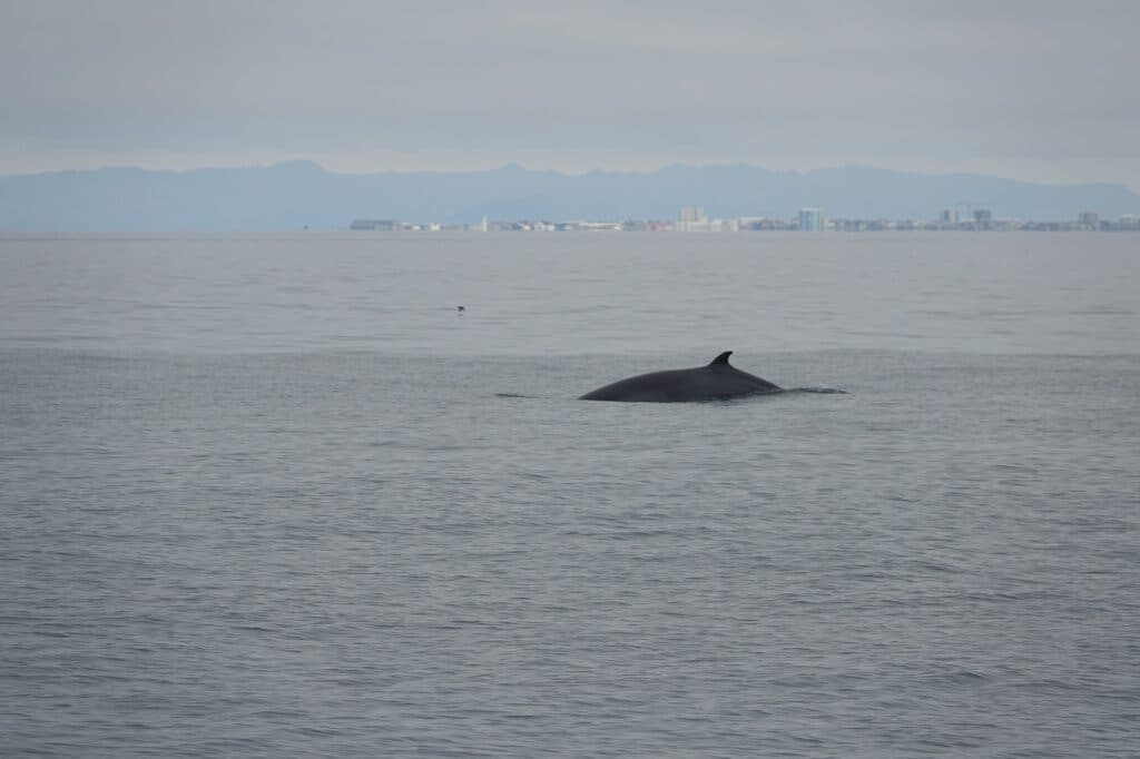 minke whale arches its back as it dives. THe industrial port of Reykjavik is in the distance and the day is hazy