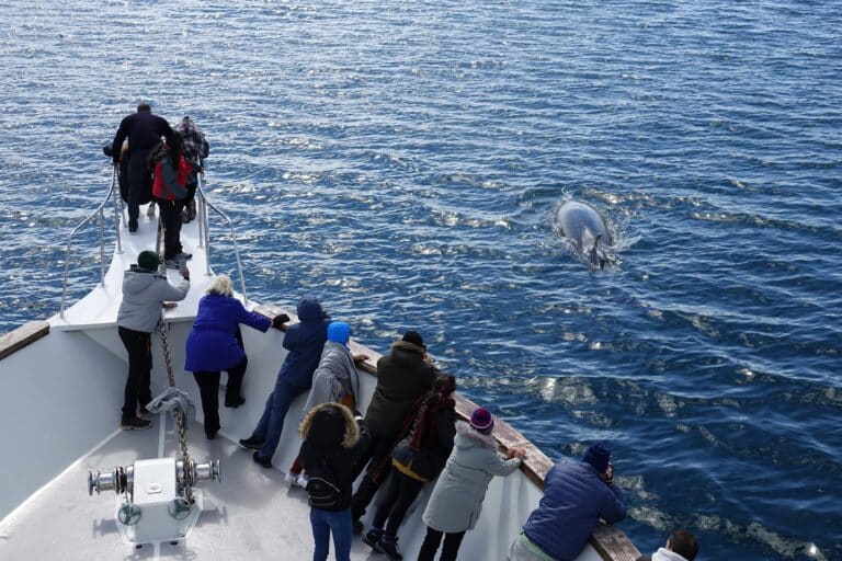 A minke whale is being viewed along side the SeaTrips yacht, Amelia Rose. The people who have gone whale watching are leaning over the bow bulkhead and are amazed at this huge whale appearing just next to them.