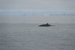whale watching from Reykjavik in Iceland on a luxury yacht