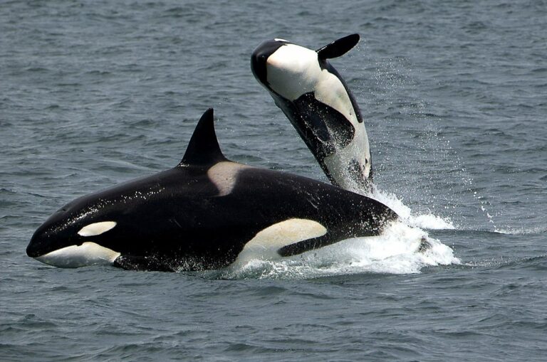 orca - killer whalw - calf leaping over an adult 