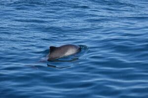 harbour porpoise are one of the shyest icelandic animals, here we see the back of one