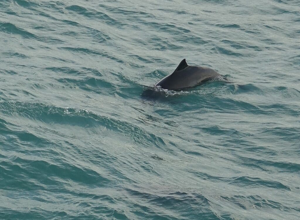 porpoise swimming in the harbour by reykjavik