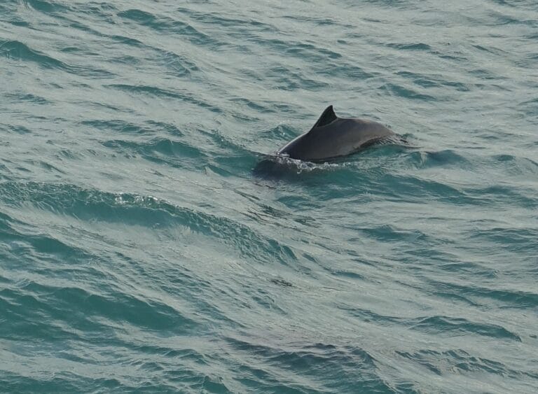 porpoise in icelandic waters