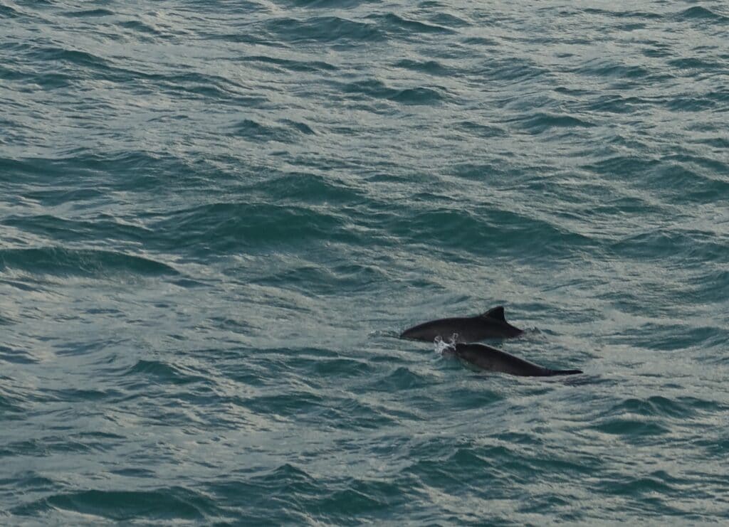 porpoise