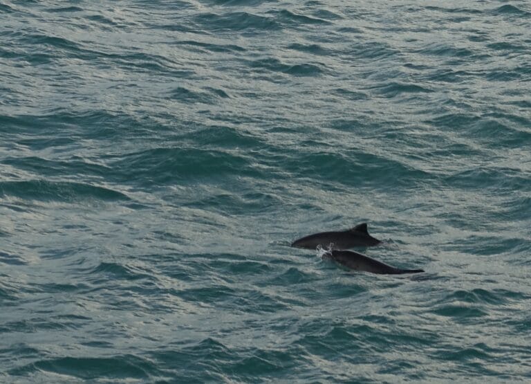 porpoise in blue water in faxafloi bay near reykjavik