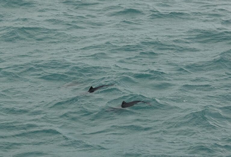 porpoises playing near whale watching yacht off the coast of reykjavik