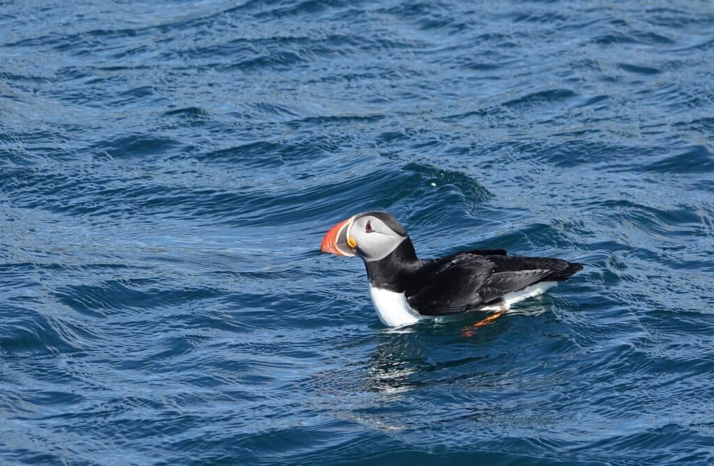 Puffins in Reykjavik - puffin sitting on the water in reykjavik harbor