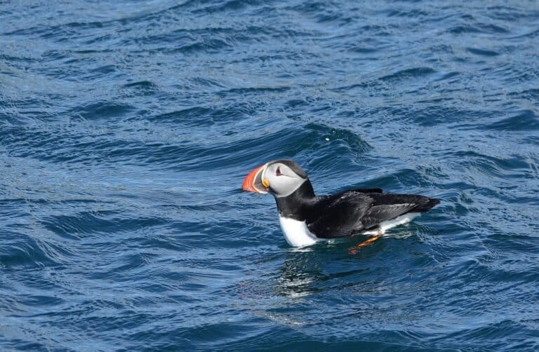 An Atlantic puffin sits on the water in Iceland. It is viewed from a boat on a puffin watching trip from Reykjavik harbor, Iceland. The puffin is in full breeding plumage with a very colorful beak.