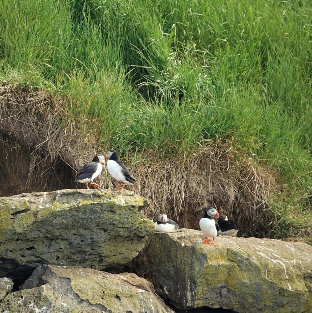 puffin pairs