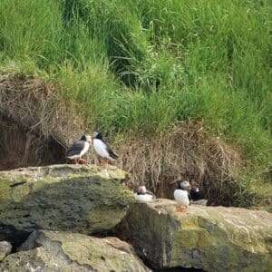 puffin pairs sitting on the rocks in their colony near reykjavik